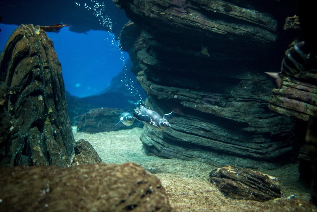 Pingouins de Magellan