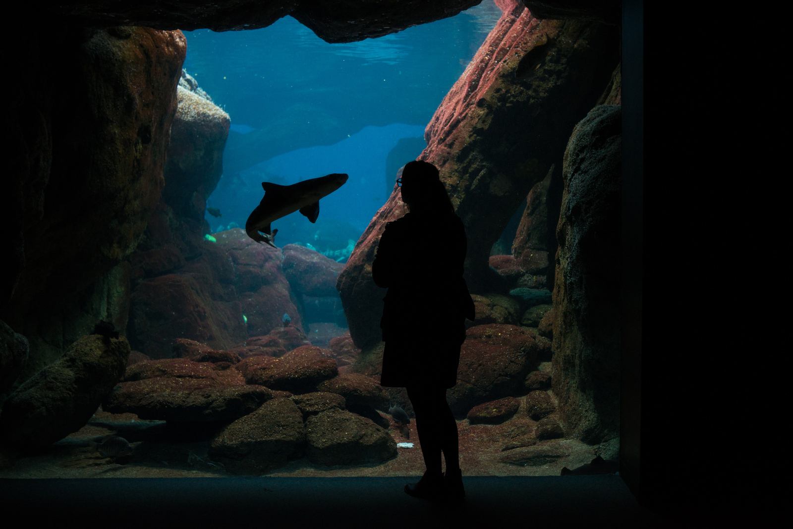 Tête à tête avec un requin