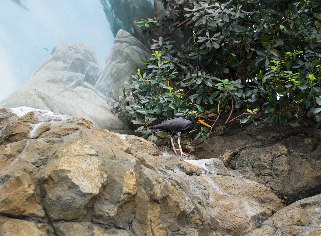 Huitrier d'Amérique