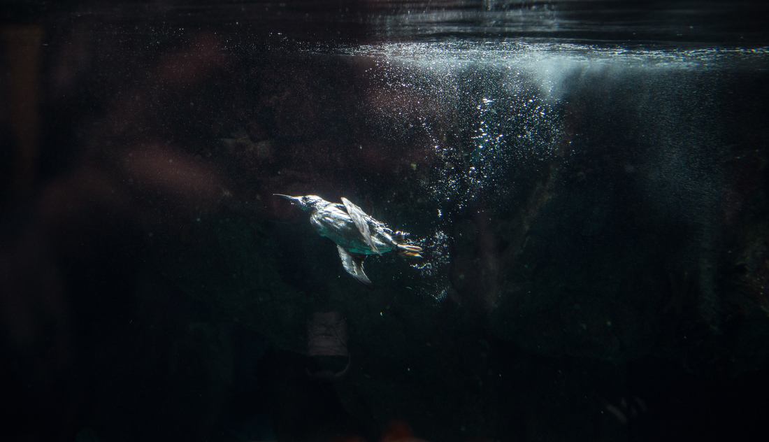 A la pêche, sous l'eau