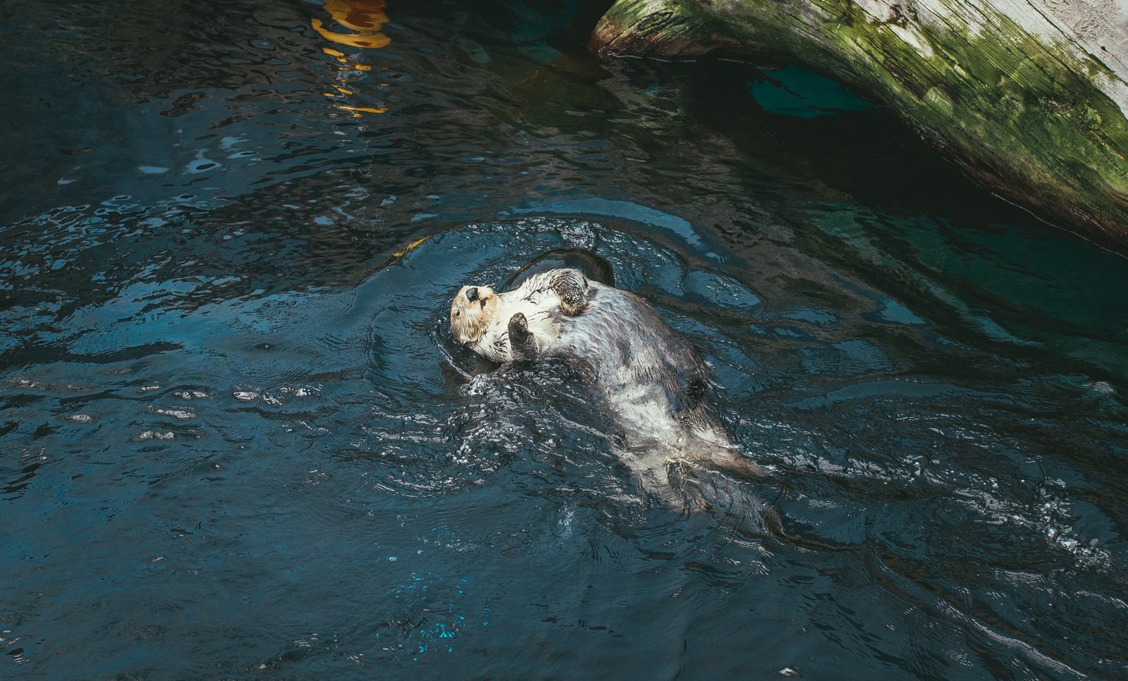 Mignonne petite loutre