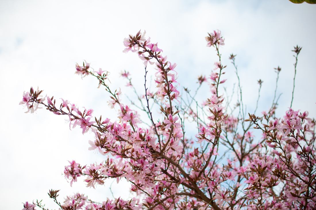 Le printemps à Lisbonne