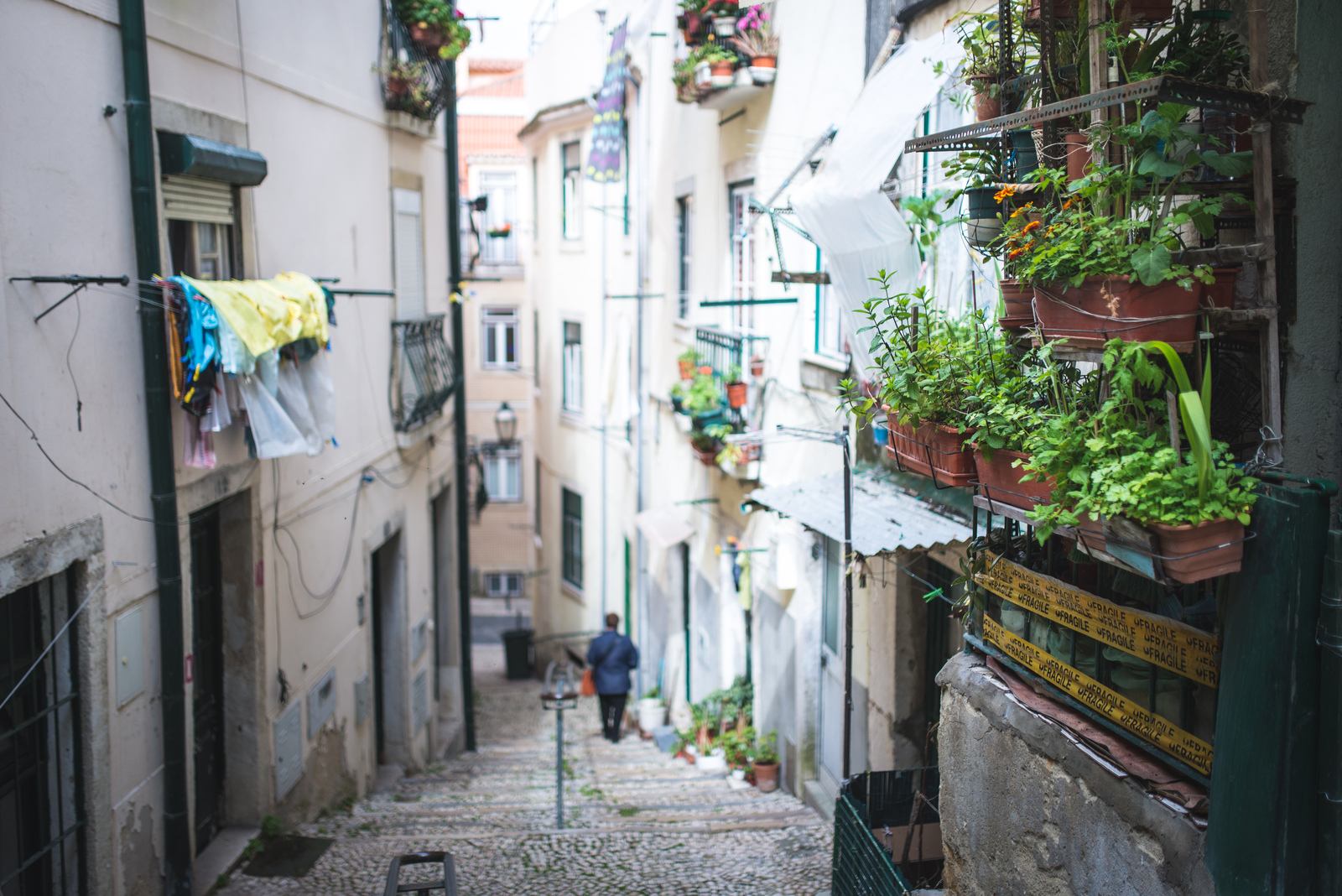 Quelques plantes à la fenêtre Quelques plantes à la fenêtre
