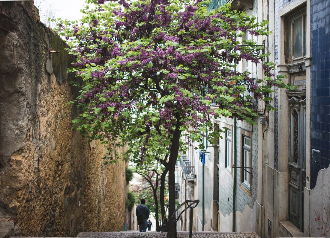 Arbre en fleur dans la Mouraria