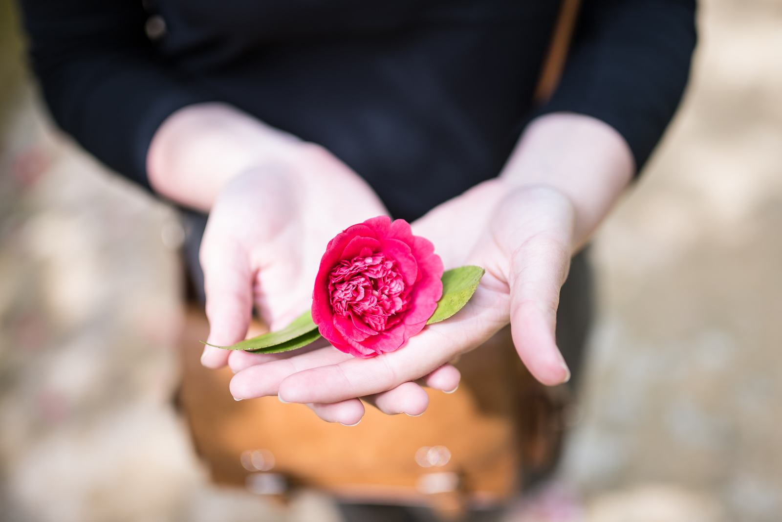 Rose des jardins de Pena 