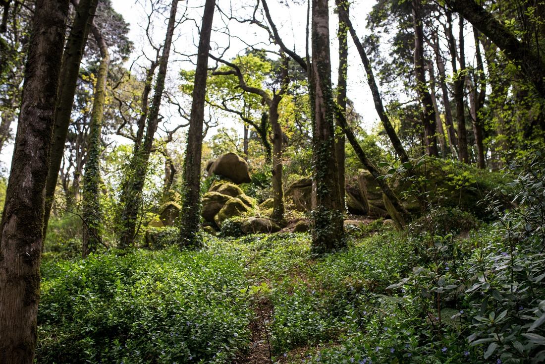 Foret du Palais de Pena 