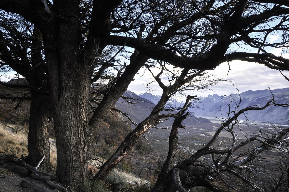 Arbres morts de Patagonie