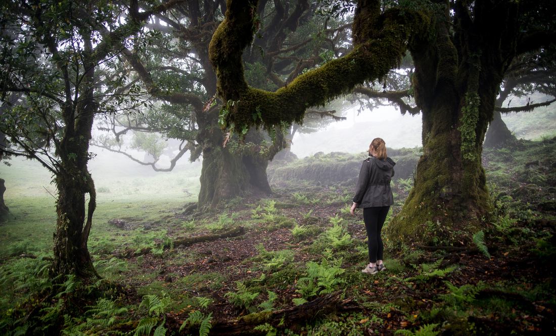 Au pied d'un arbre de la Laurisilva
