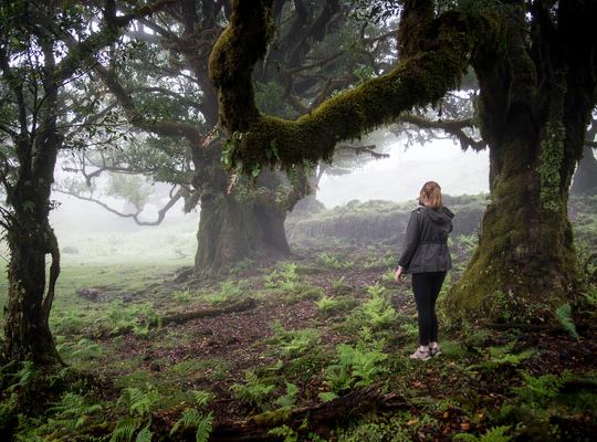 Au coeur de la Forêt Laurifère de Madère