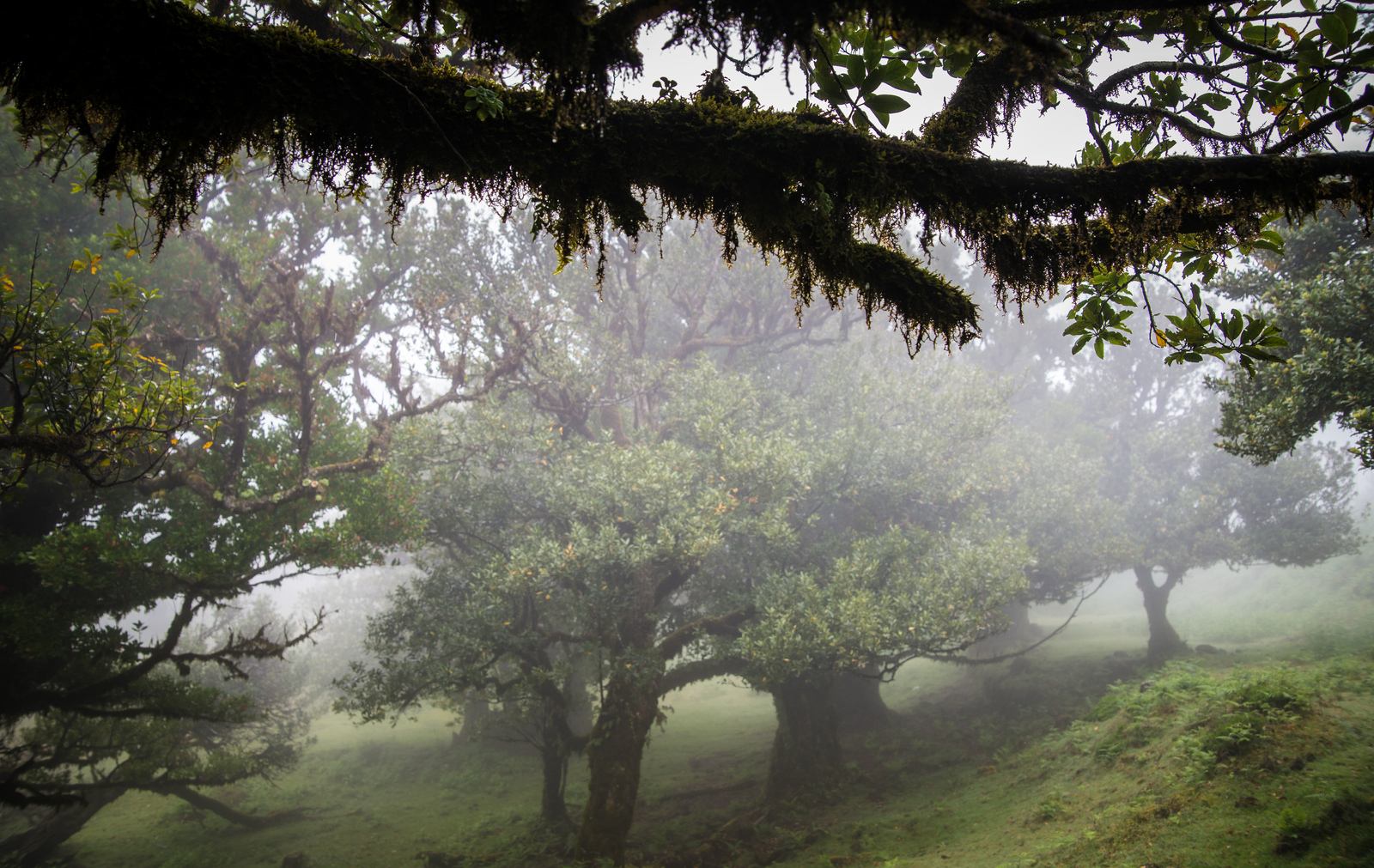 Foret subtropicale de Madère Foret subtropicale de Madère