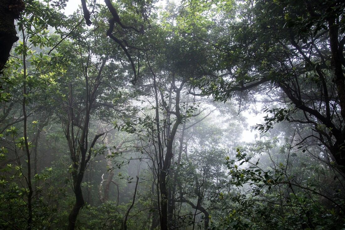 Foret laurifère de Madère