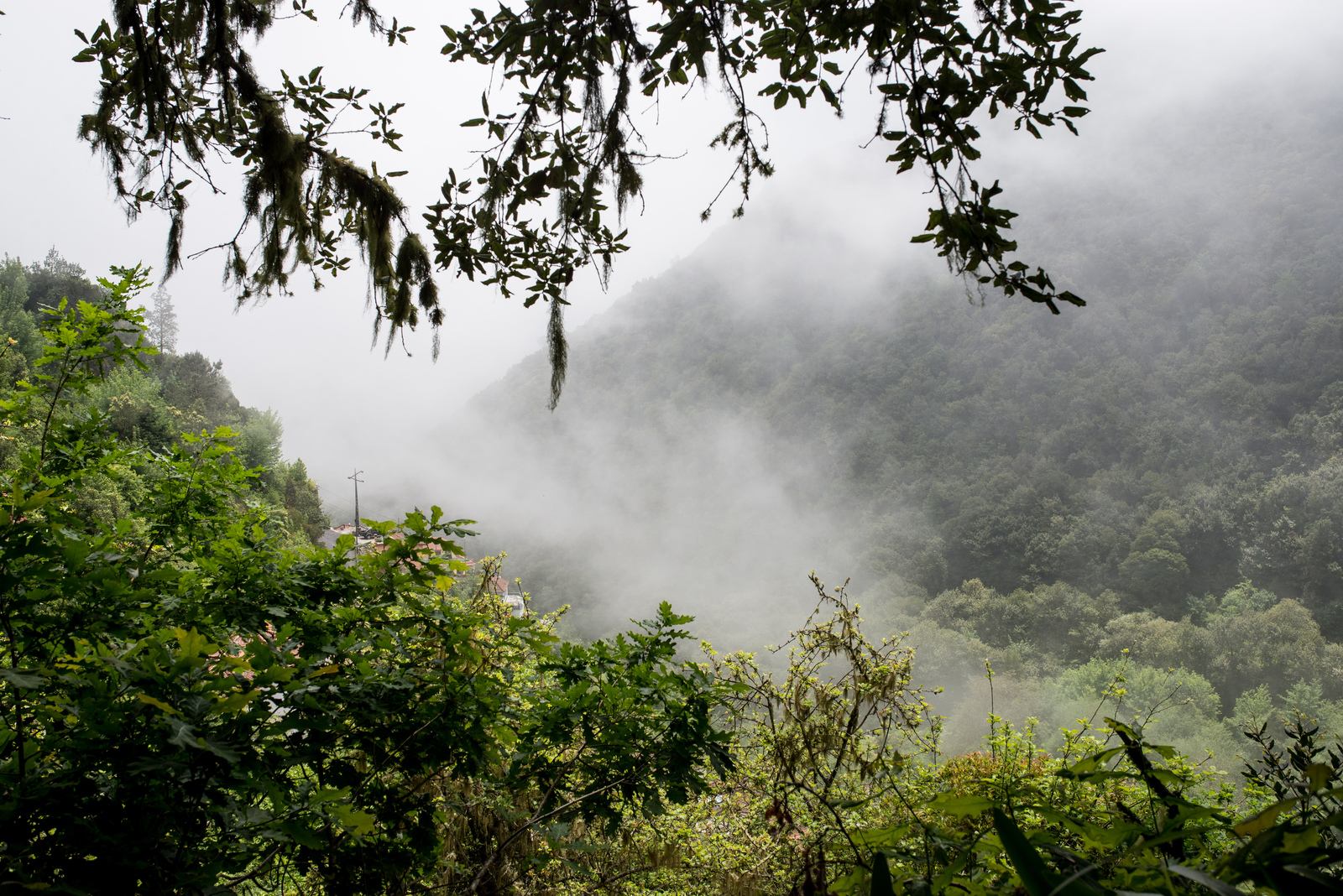 Foret embrumée Foret embrumée