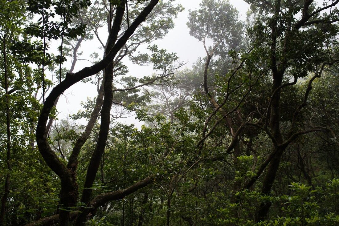 Balade dans la laurisilva