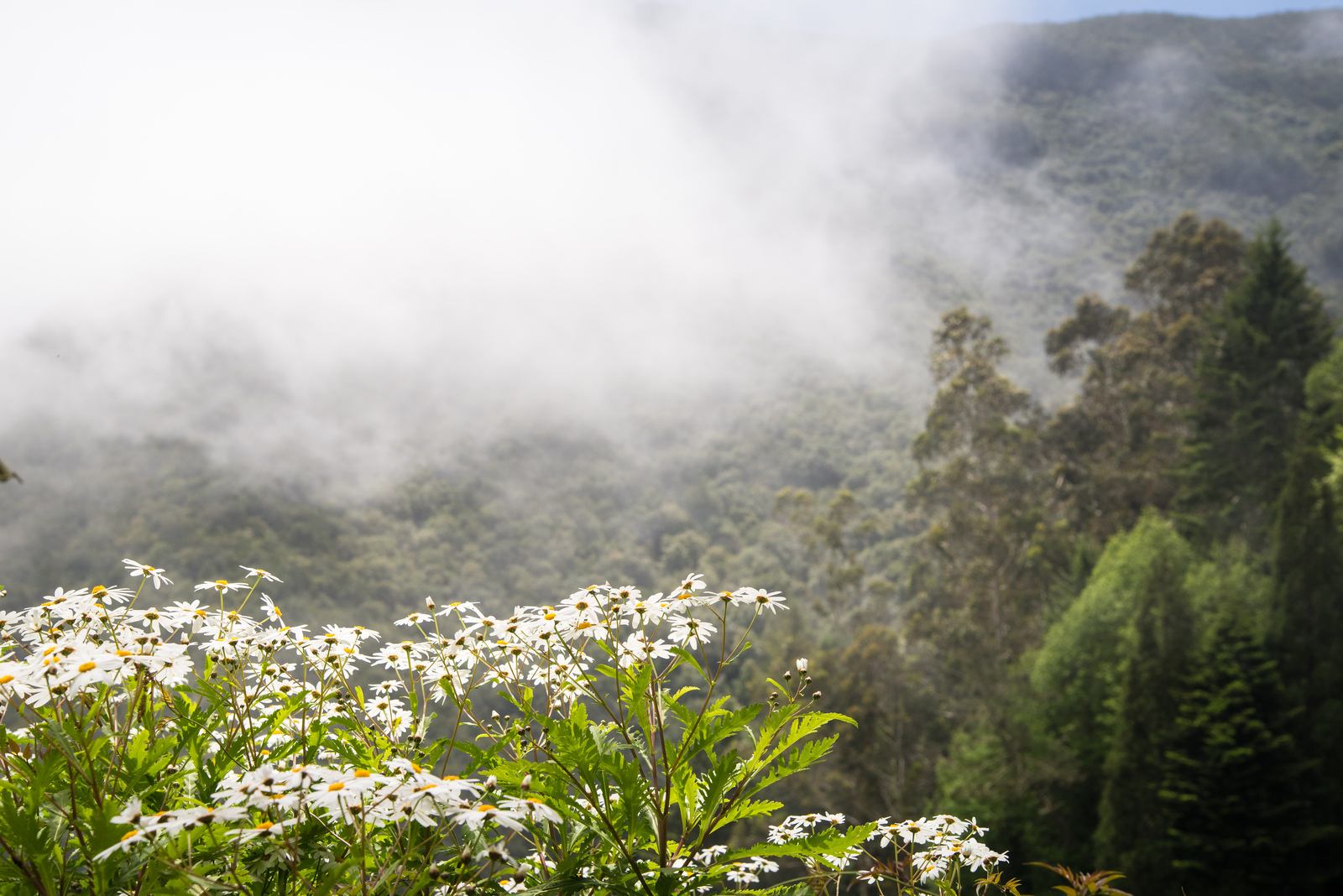Fleurs et nuages