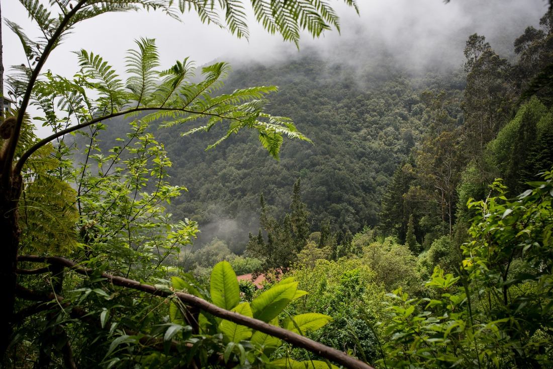 Végétation luxuriante de Madère