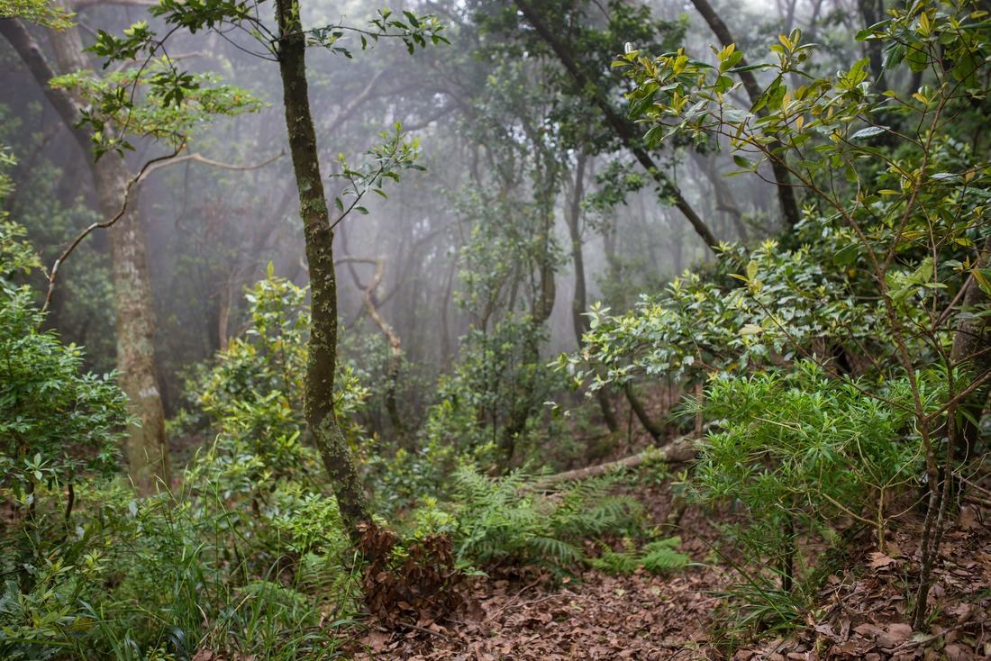 Forêt typique de Madère