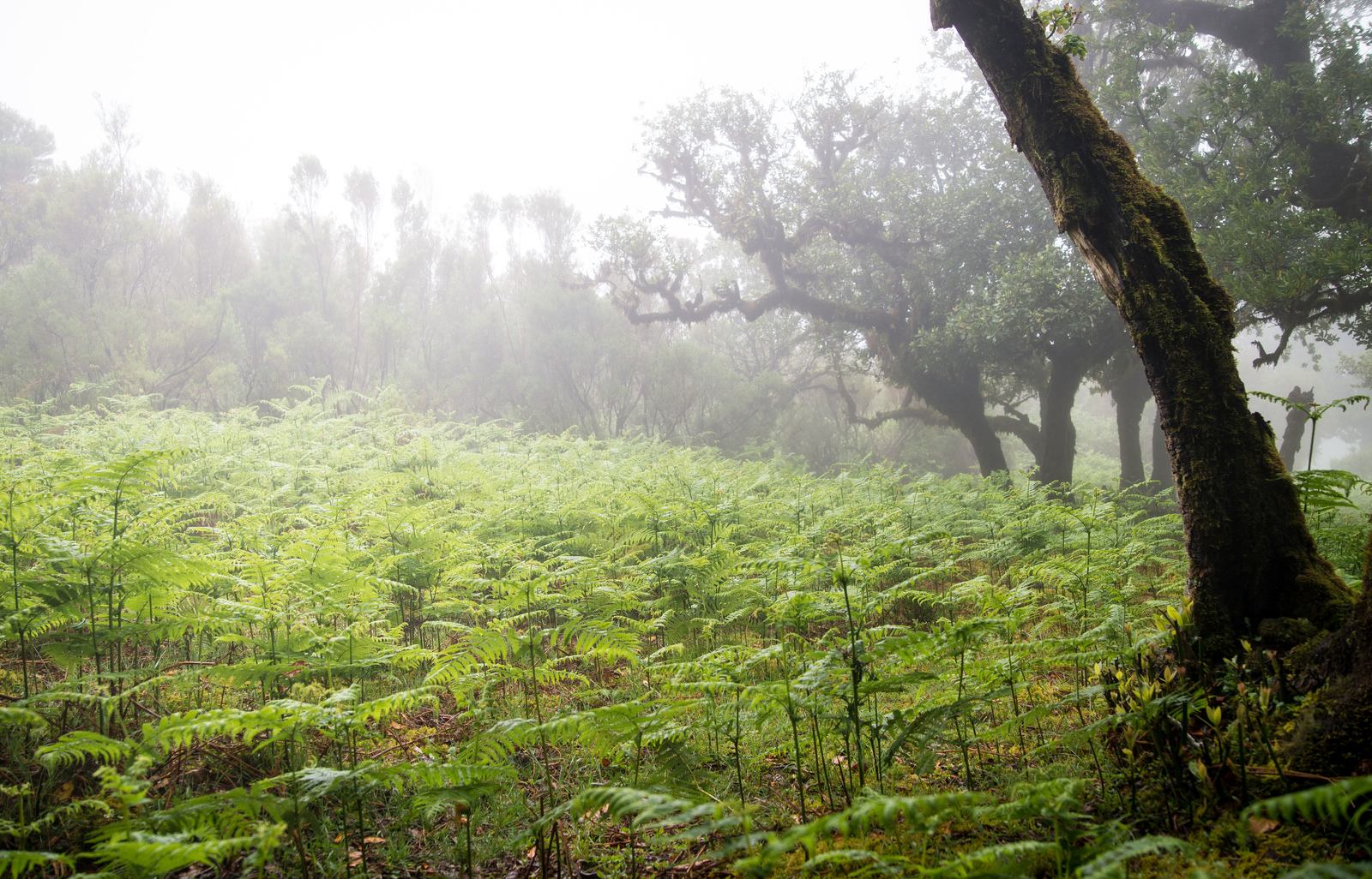 Fougère et végétation typique de Madère
