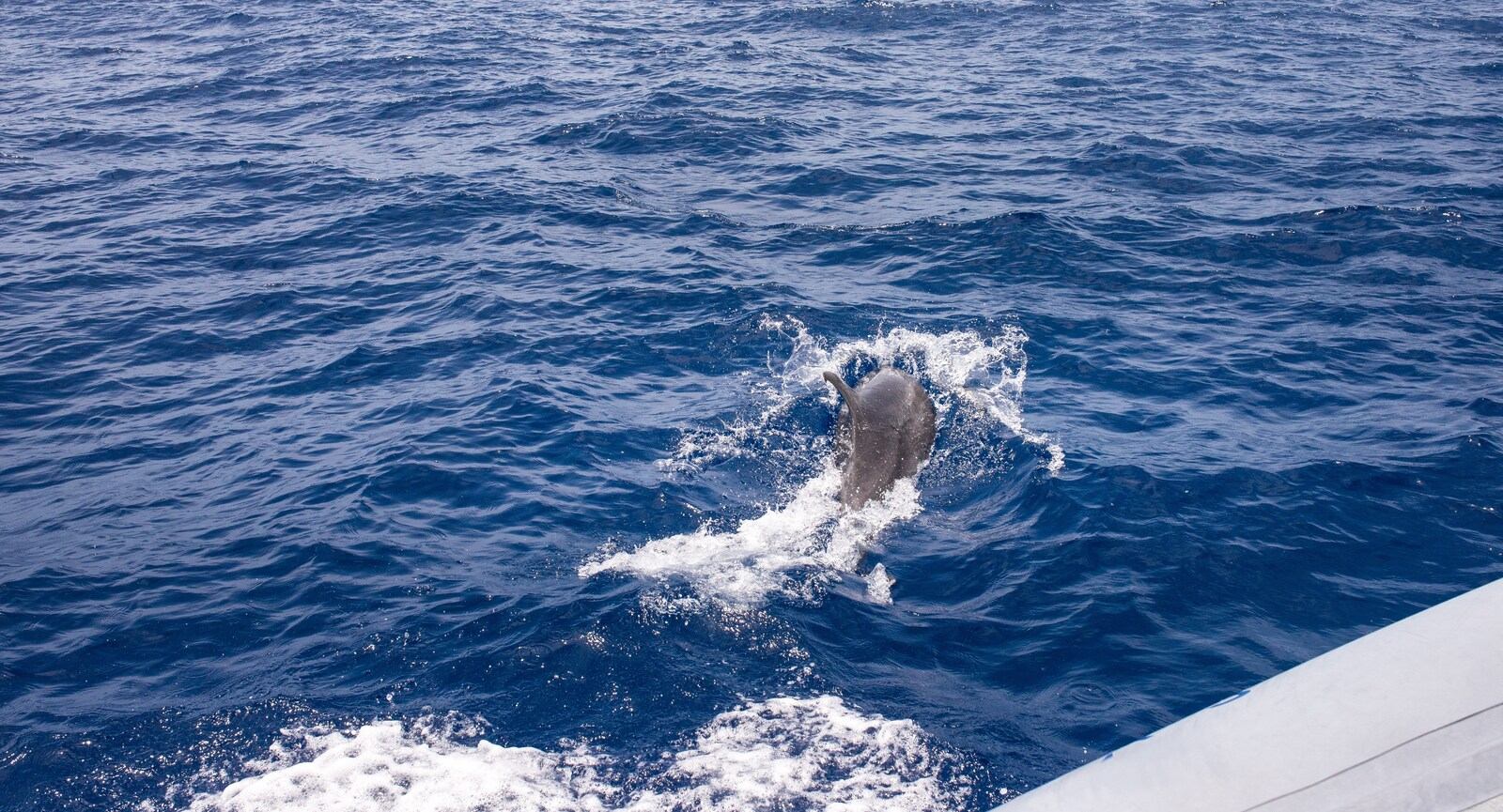 Dauphin nageant juste à coté de nous 