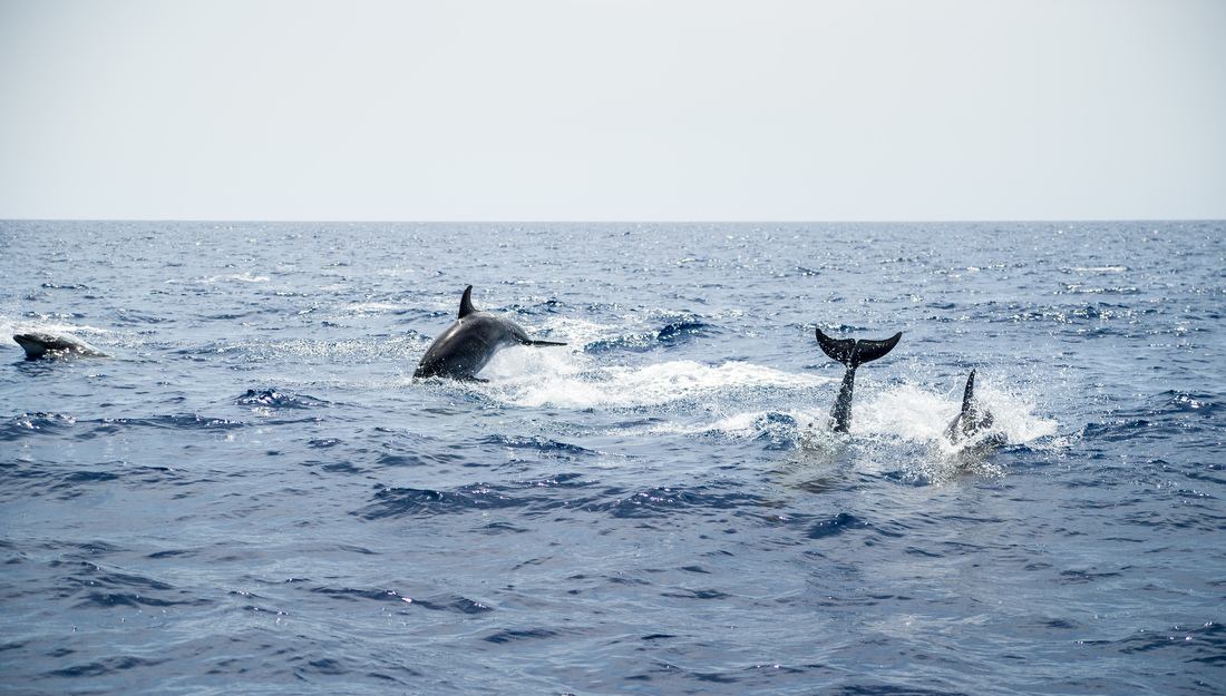 Dauphins qui s'amusent