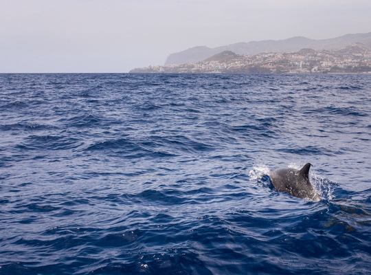 Voir des dauphins et baleines à Madère