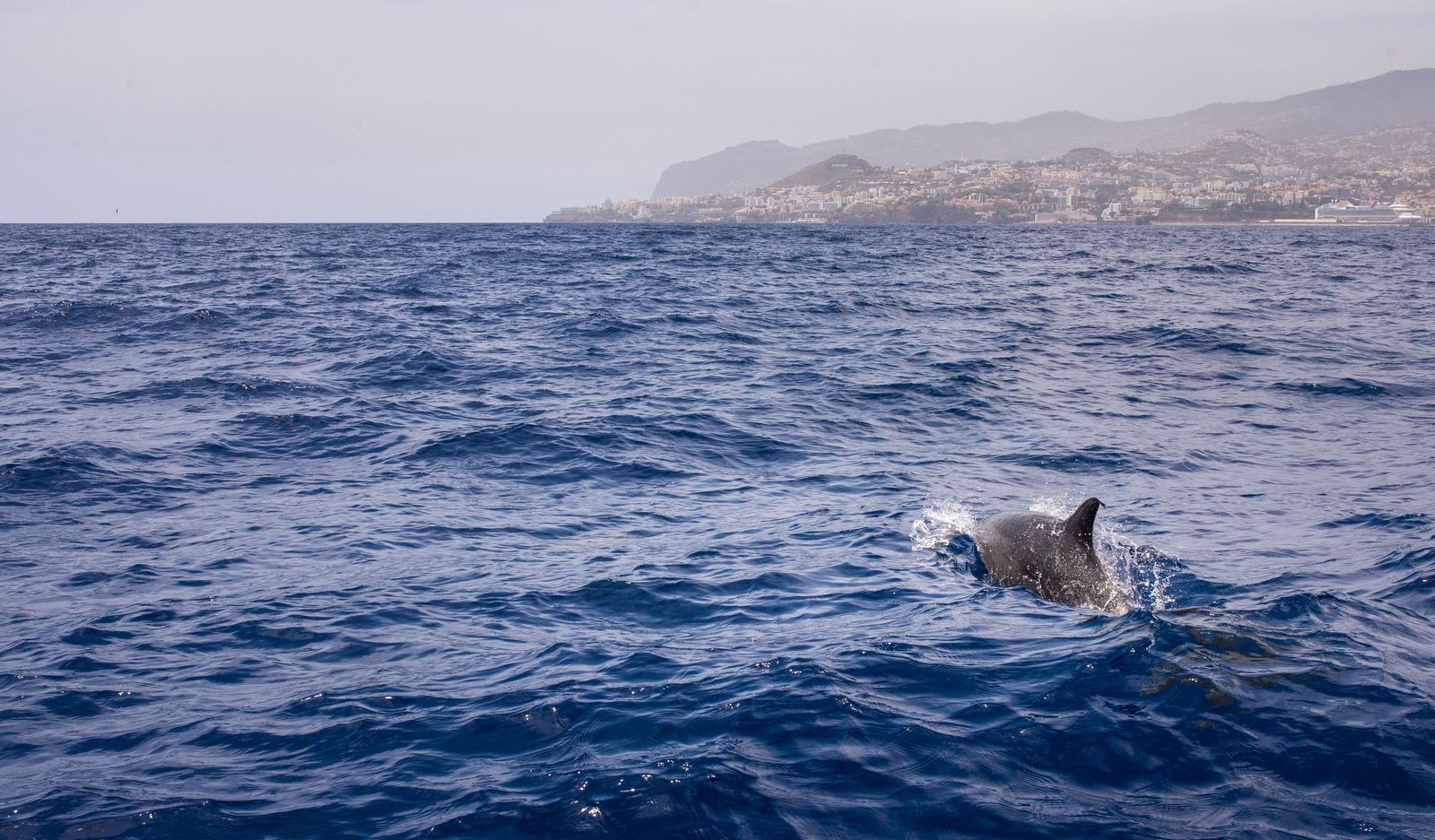 Voir les dauphins à Madère 