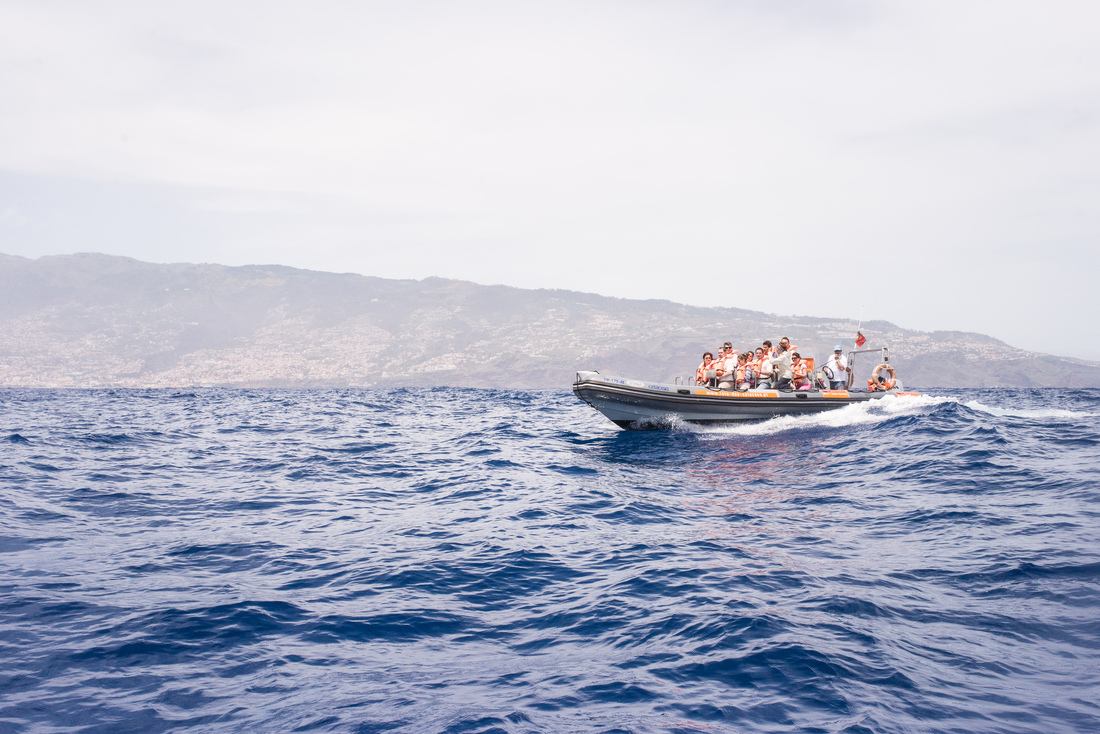 En route pour voir les dauphins 