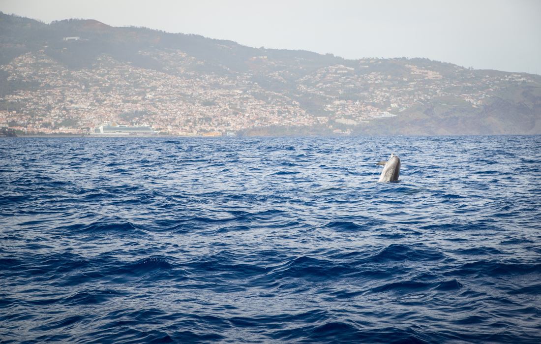 Dauphin sautant hors de l'eau 