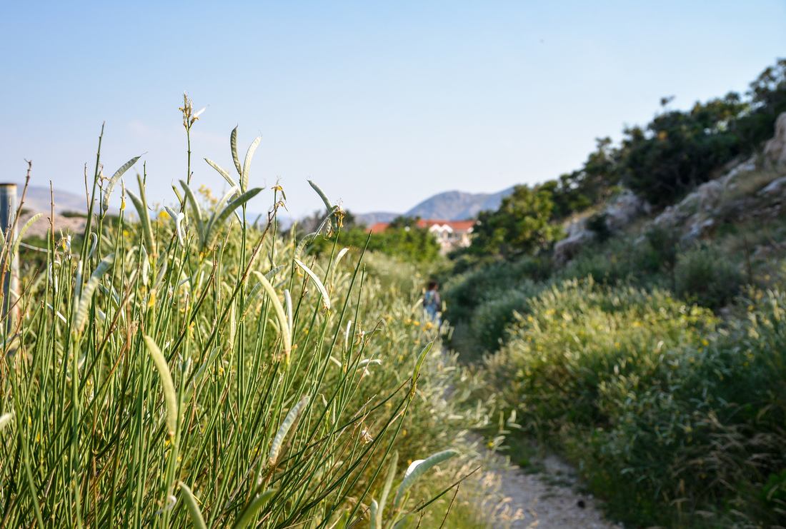 Végétation de l'ile de Krk 
