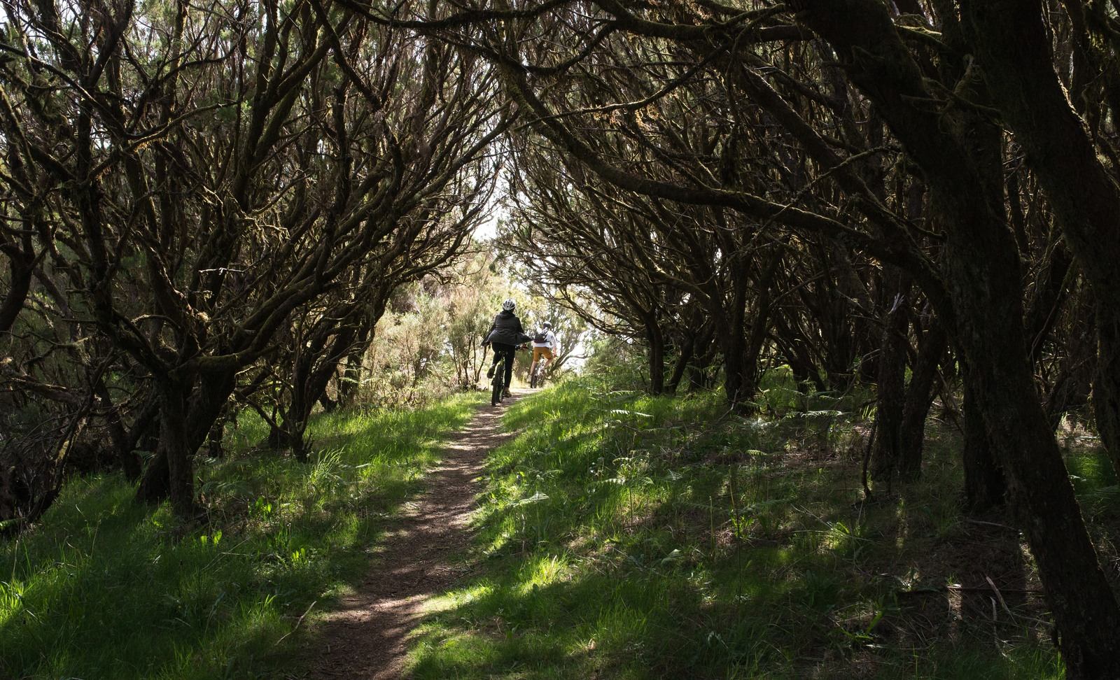 Mountain bike sur le plateau
