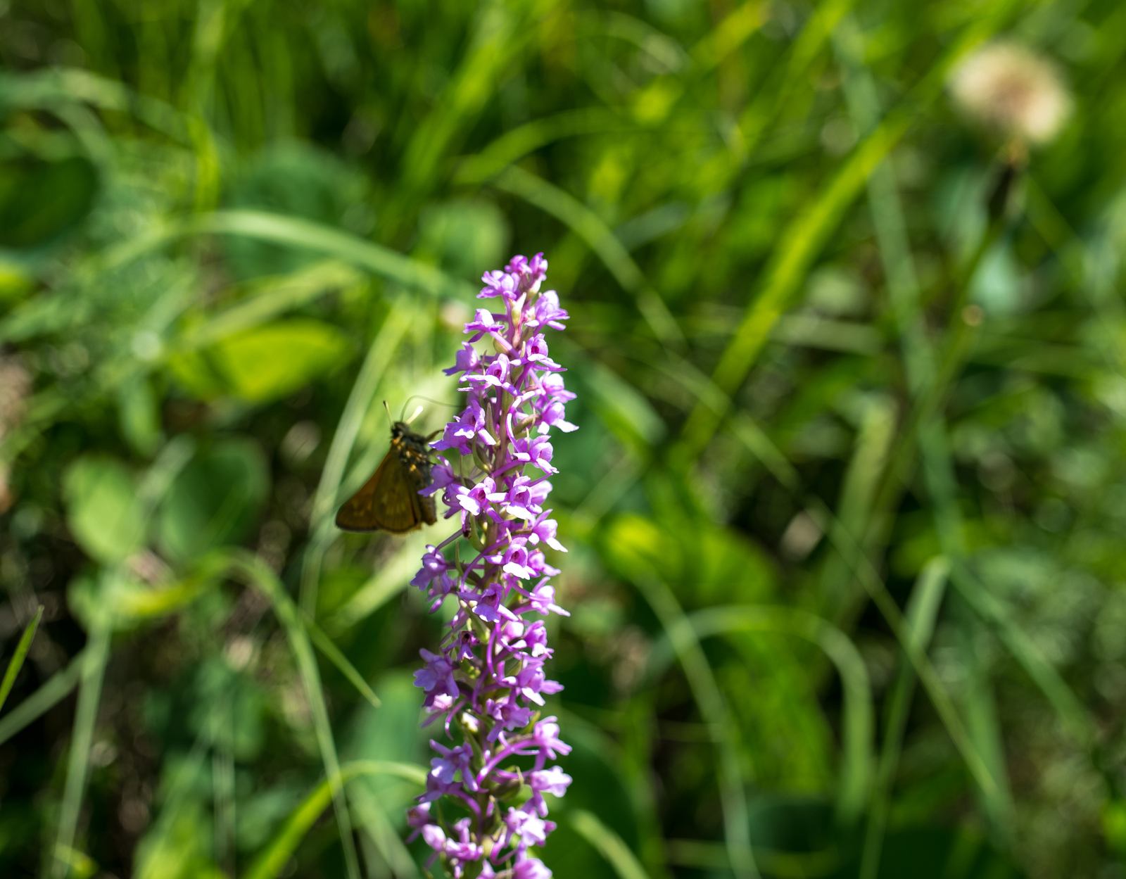 Orchidée et papillon