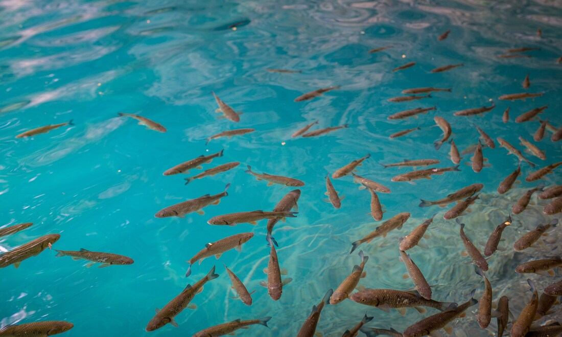 Poissons à Plitvice