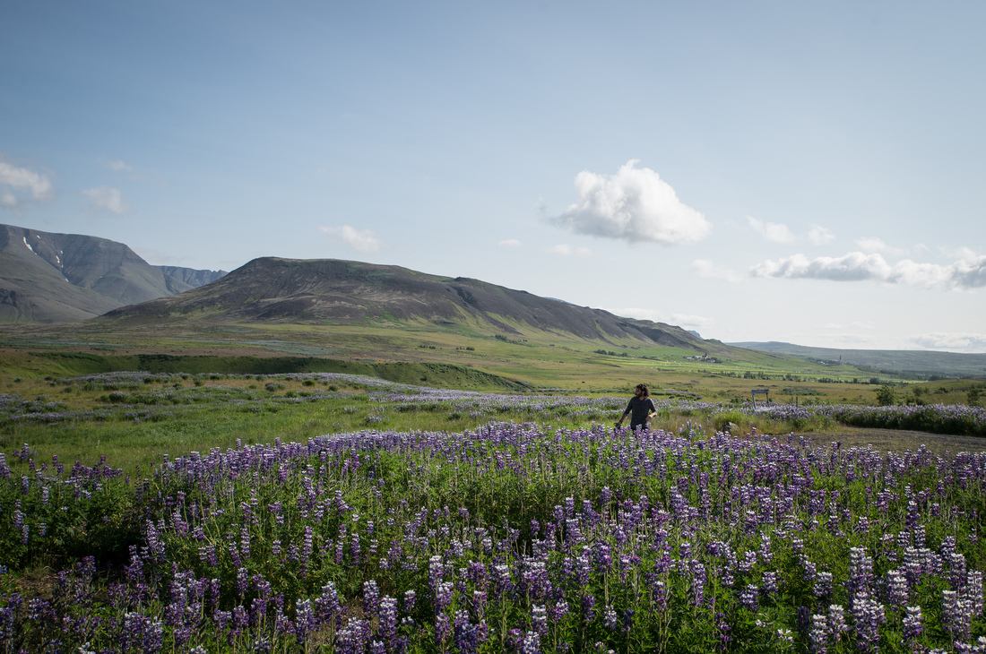 Notre premier champ de lupins 
