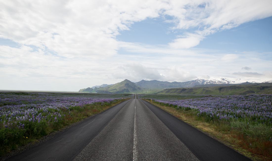Au milieu des lupins sur la route principale