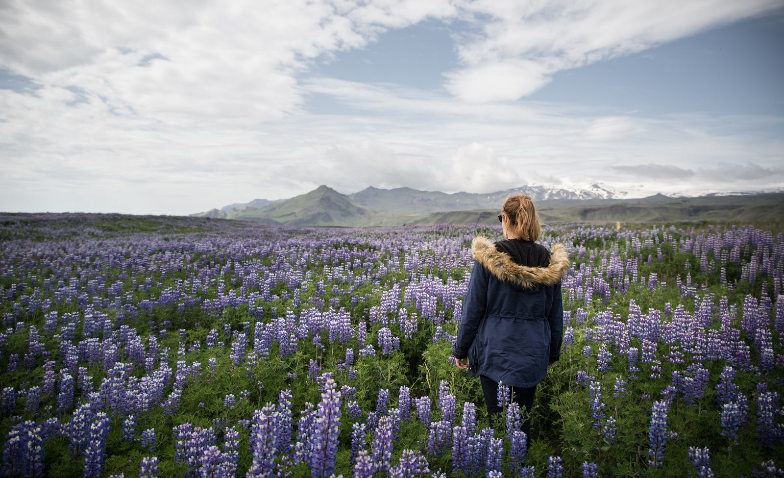 Dans un champ de lupins