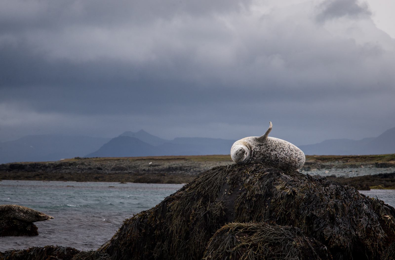 Observation de phoque
