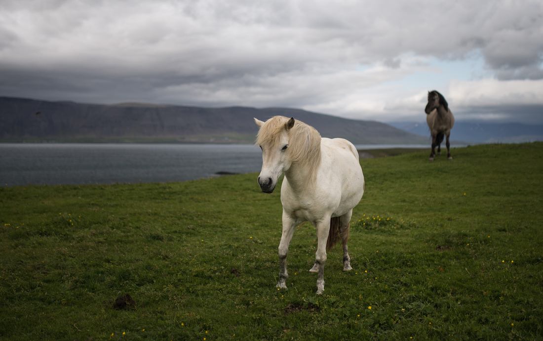 Cheval blanc islandais 