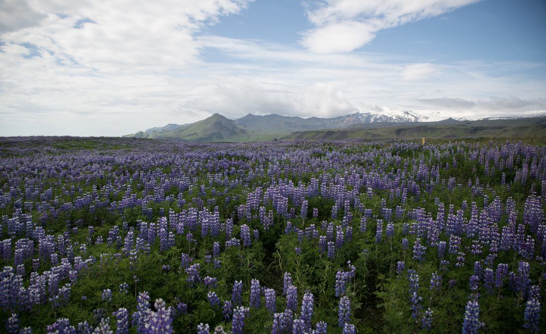 Champ de lupins 