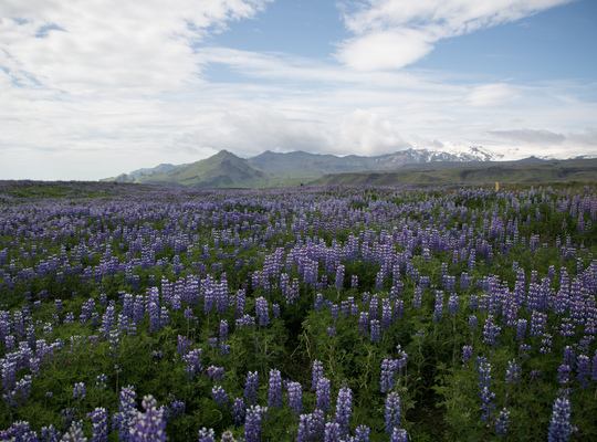 Notre voyage en Islande : comment tout a commencé