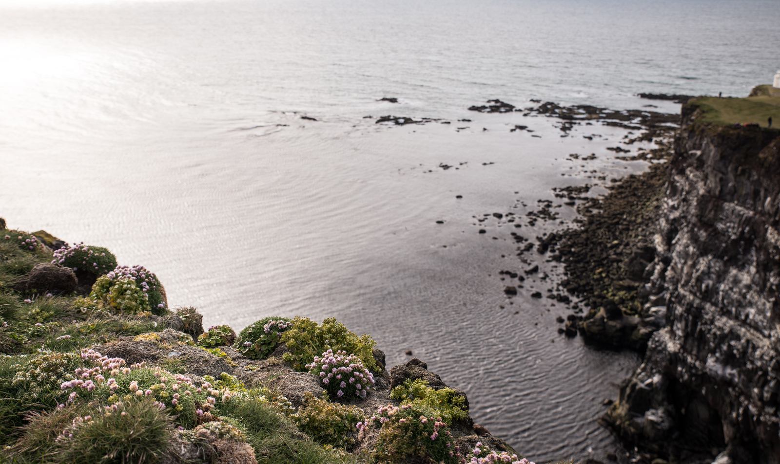 Macareux de Látrabjarg