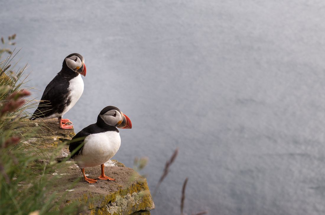 Deux macareux sur Látrabjarg