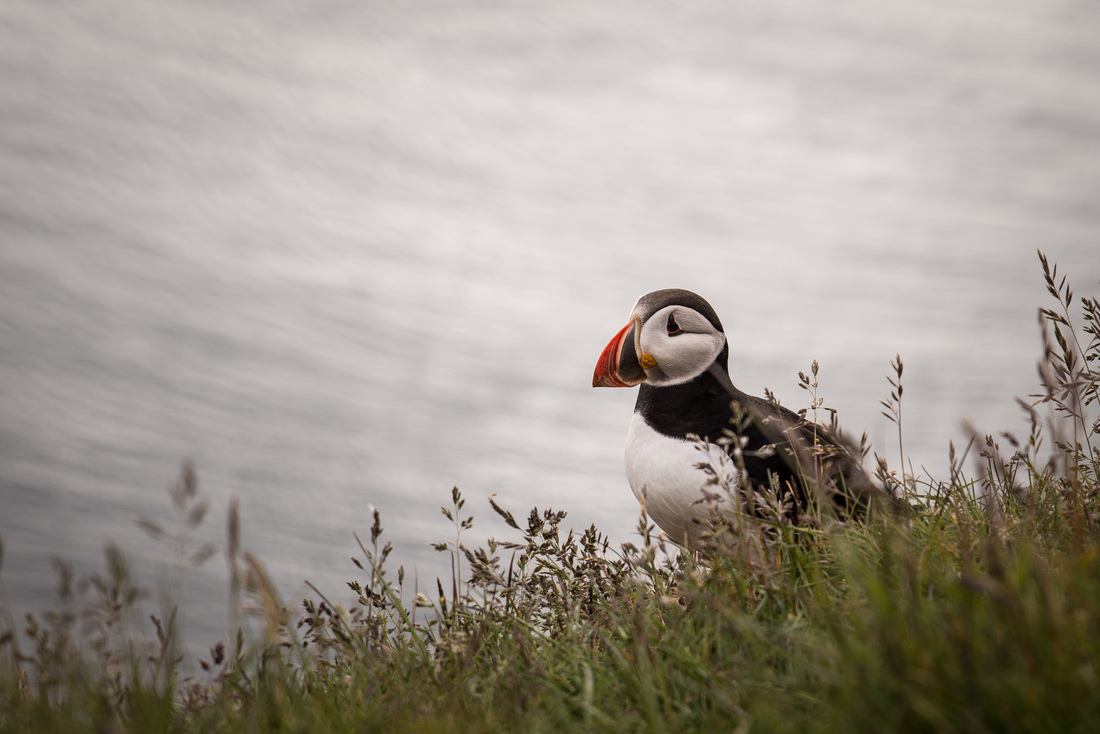 Falaises de Látrabjarg
