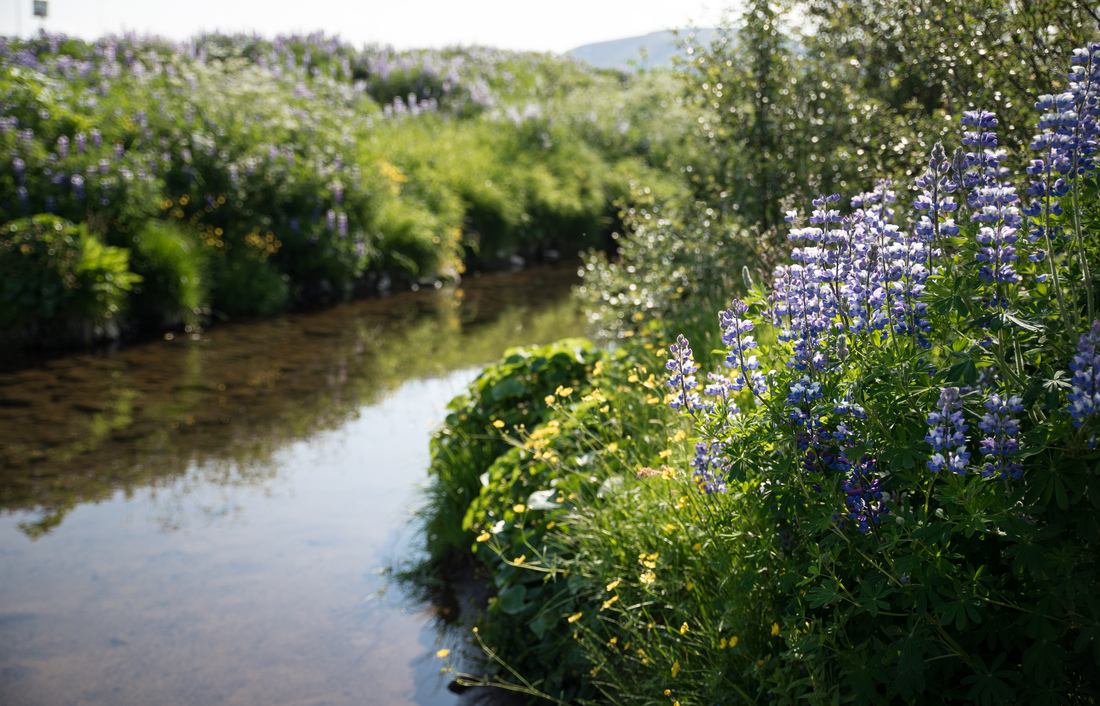 Végetation d'Islande