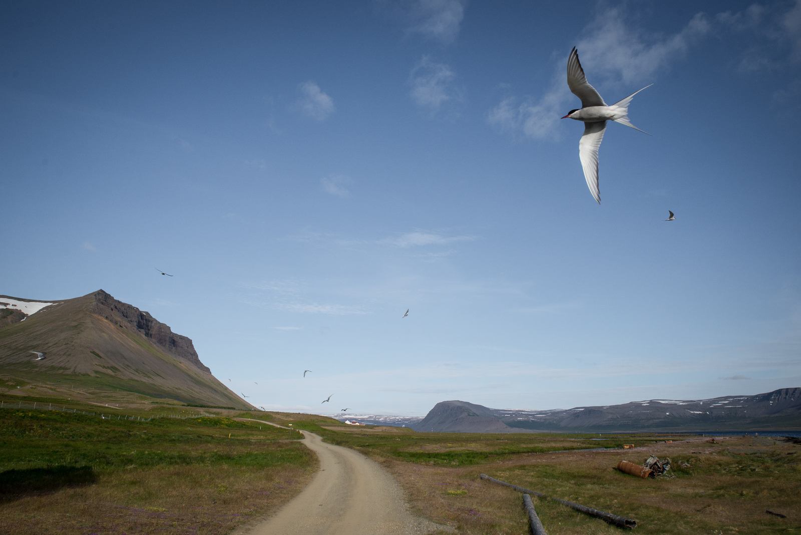 Sternes protégeant leur petits