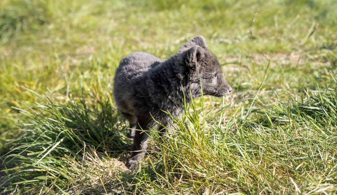 Petit renard polaire 