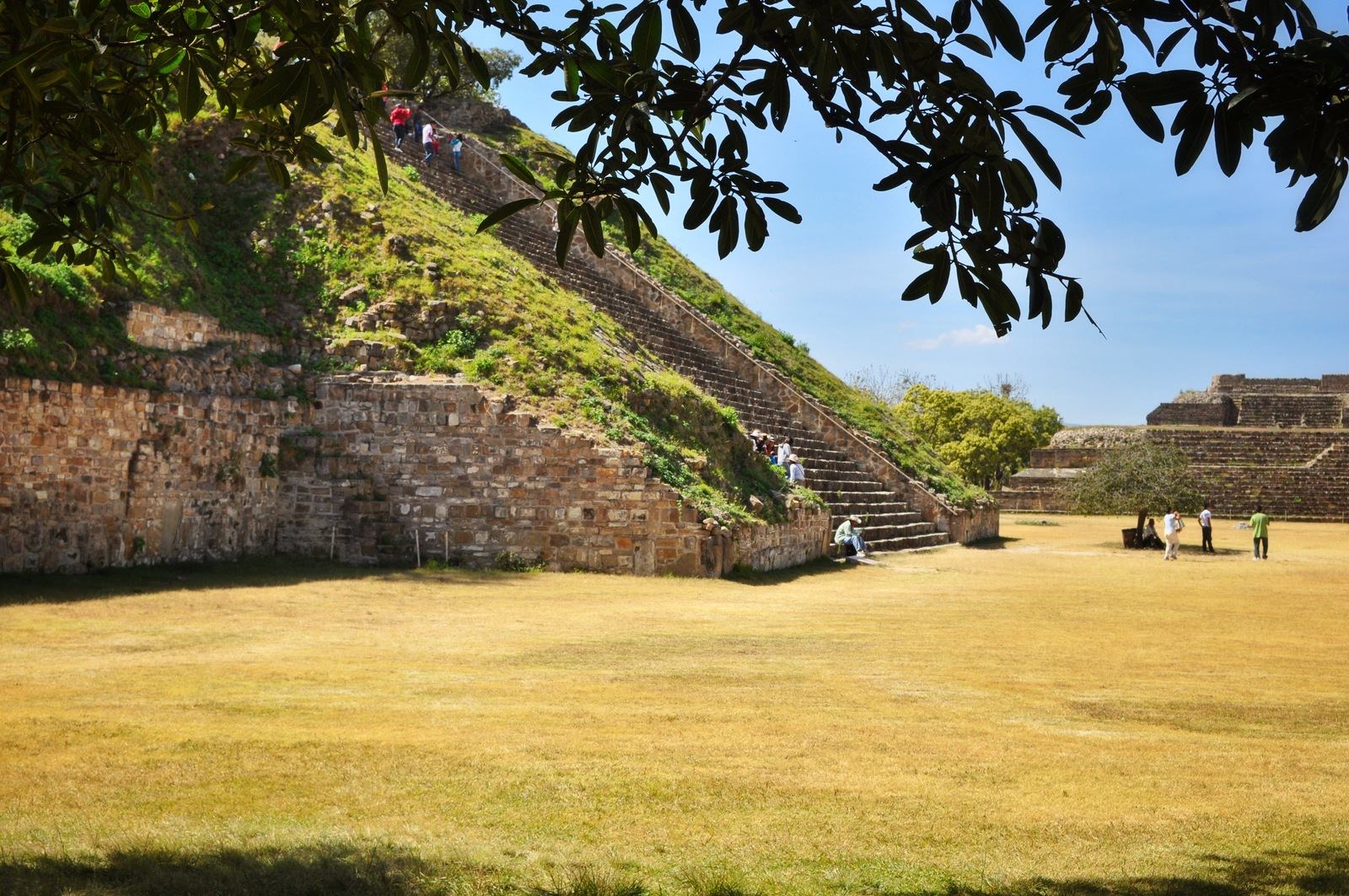 Végétation à Monte Alban, Oaxaca