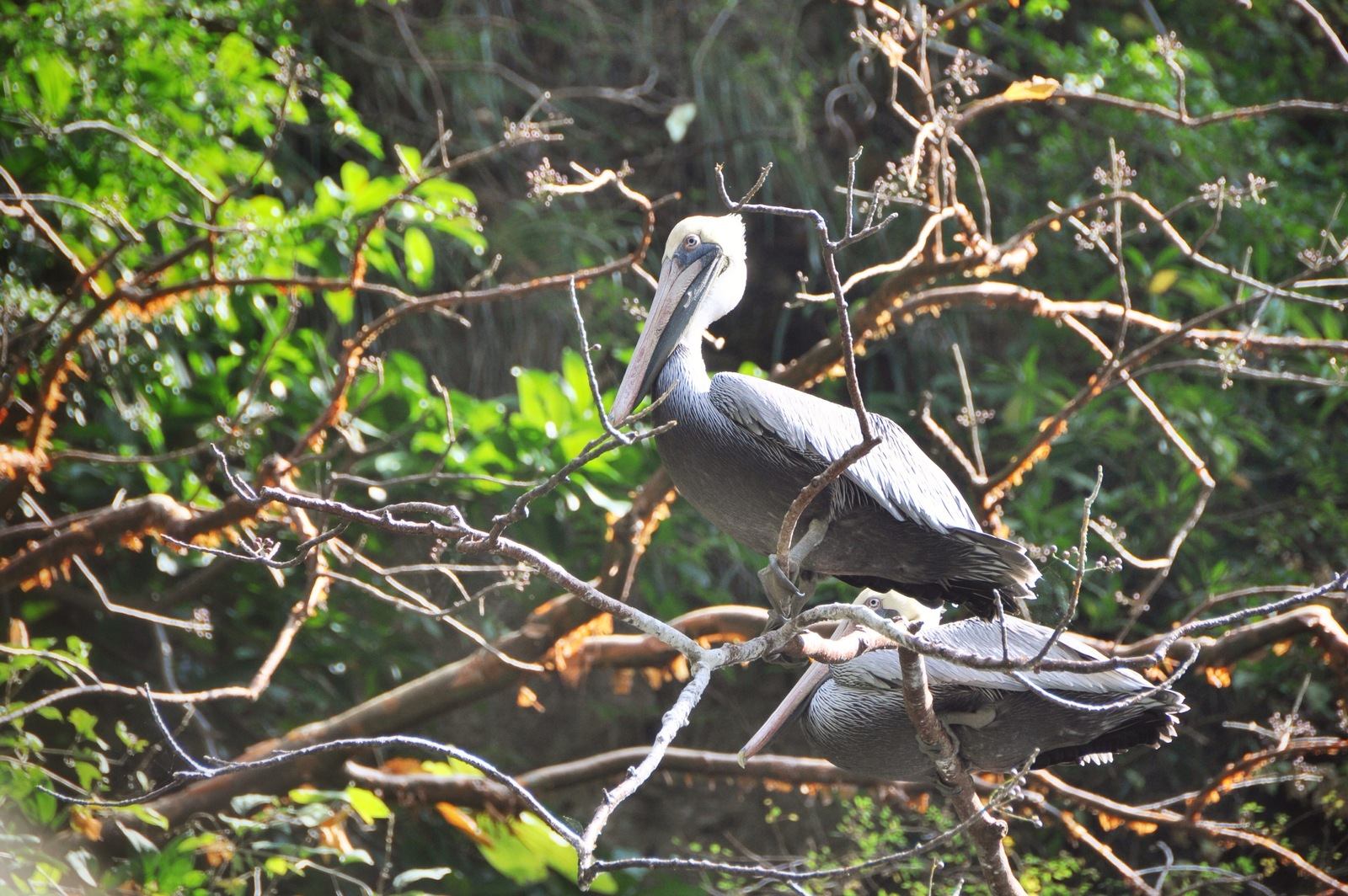 Pélicans du Canyon del Sumidero