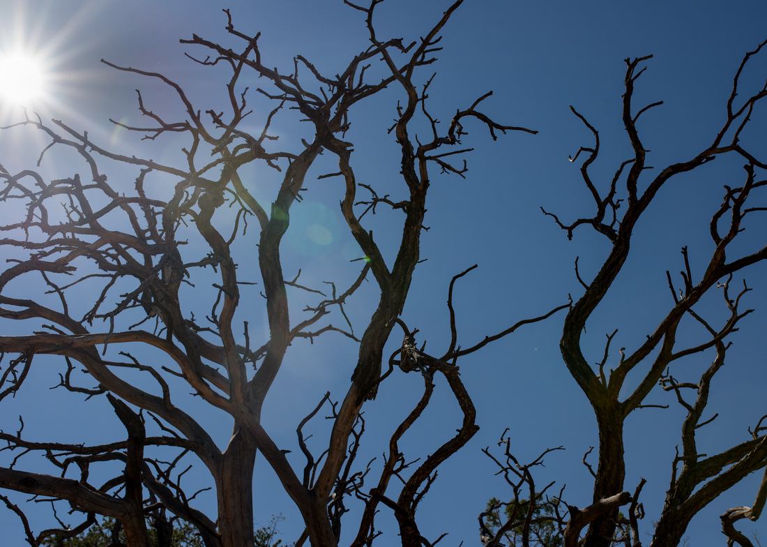 Arbre mort, à contre jour 