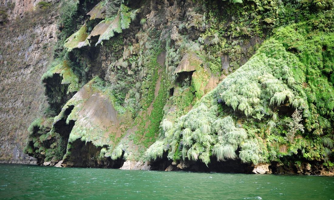 Le "sapin de Noël" du Canyon del Sumidero