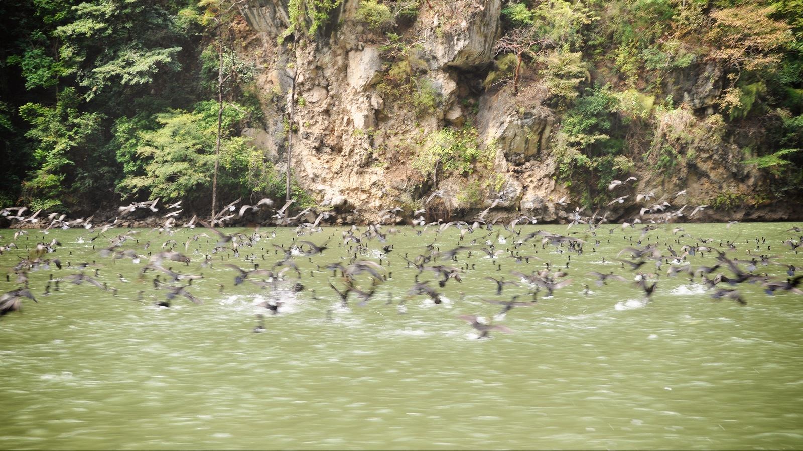 Envol d'oiseaux au Canyon del Sumidero