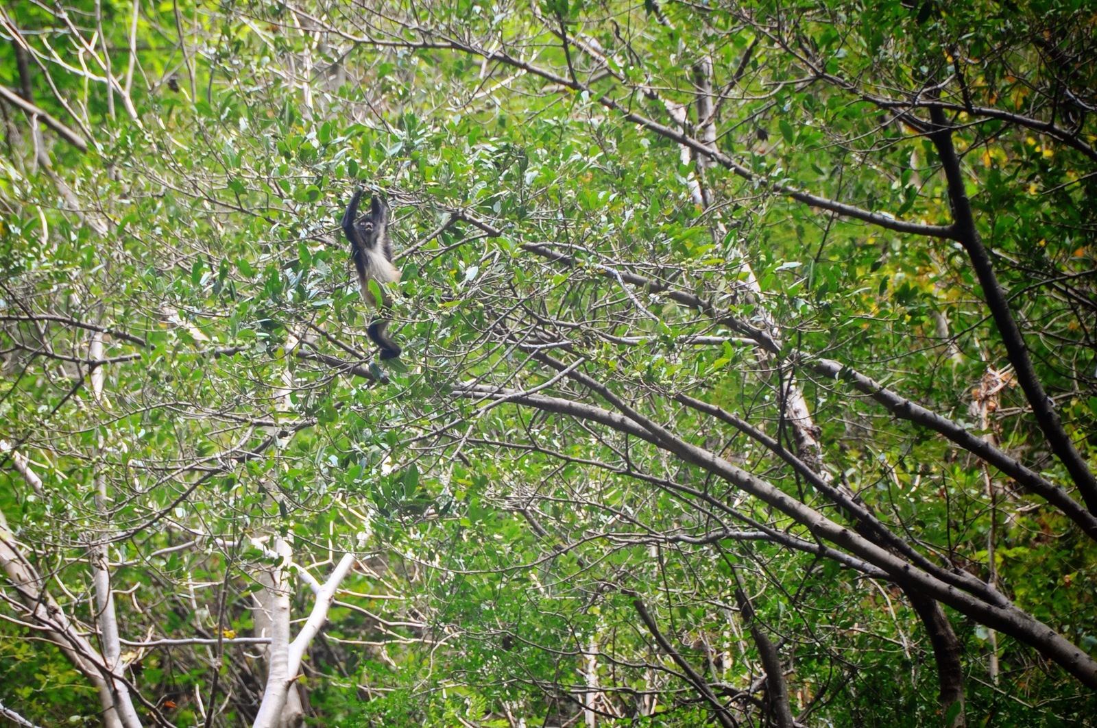 Singe du Canyon del Sumidero